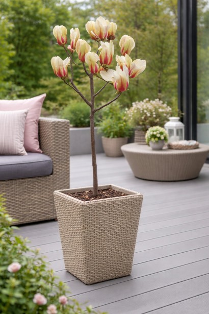 Магнолия гибридная Санрайз